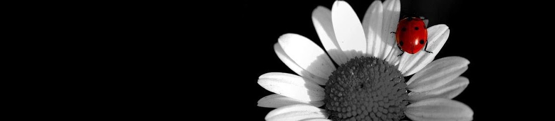 cropped-white-camomile-daisy-on-black-background-black-and-white-wallpaper.jpg?width=550